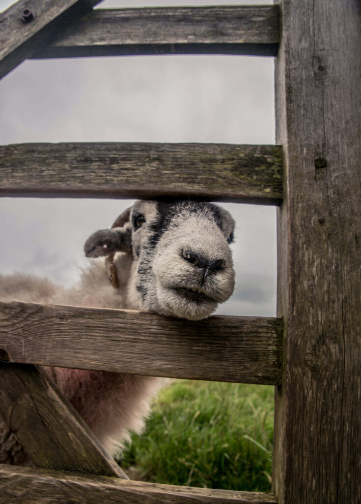 Charming White Sheep Wallpaper: Rustic Fence & Lush Green Field