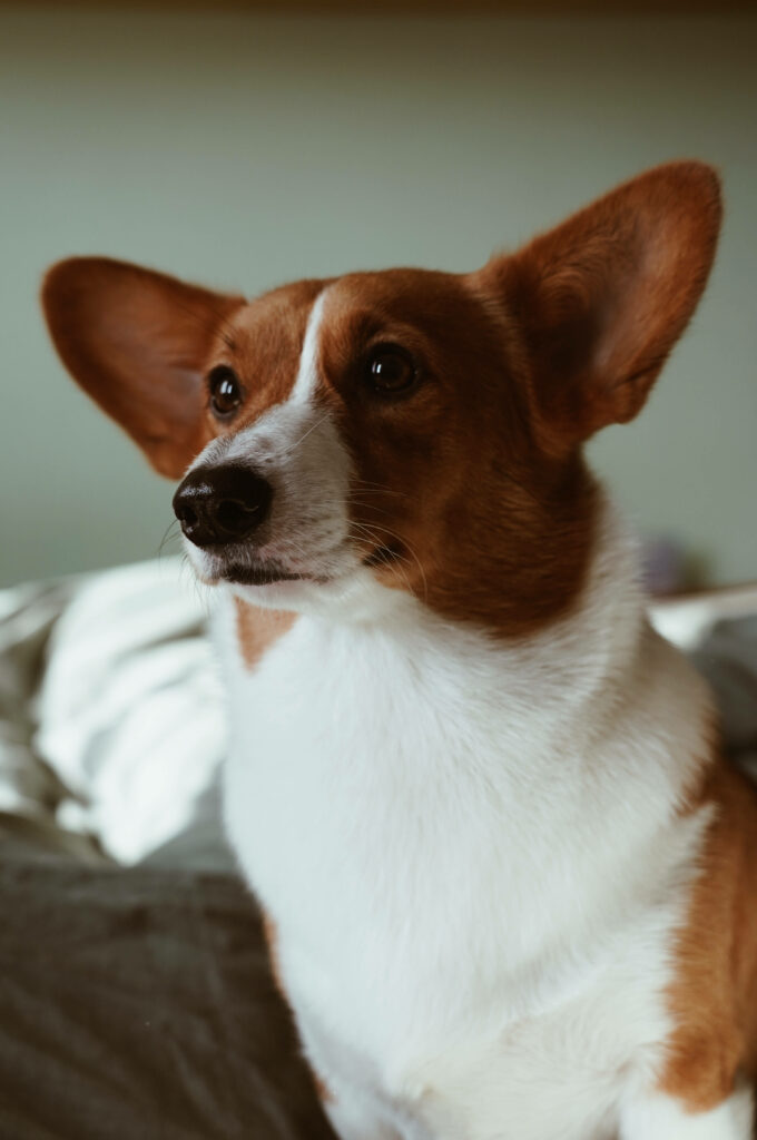 Charming Corgi Portrait: Expressive Face & Perky Ears Wallpaper
