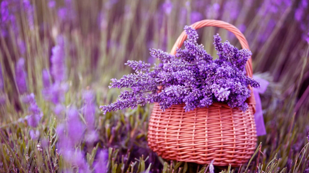 Charming Wicker Basket of Lavender Blossoms - Serene Floral Background Wallpaper