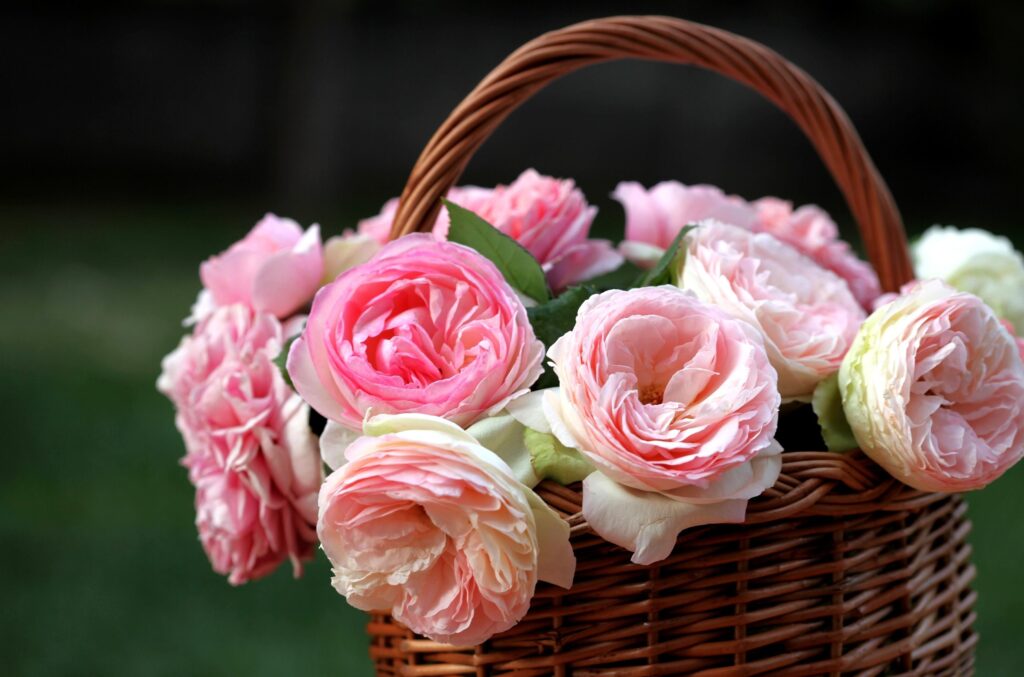 Charming Wicker Basket with Blooming Pink & White Roses Wallpaper