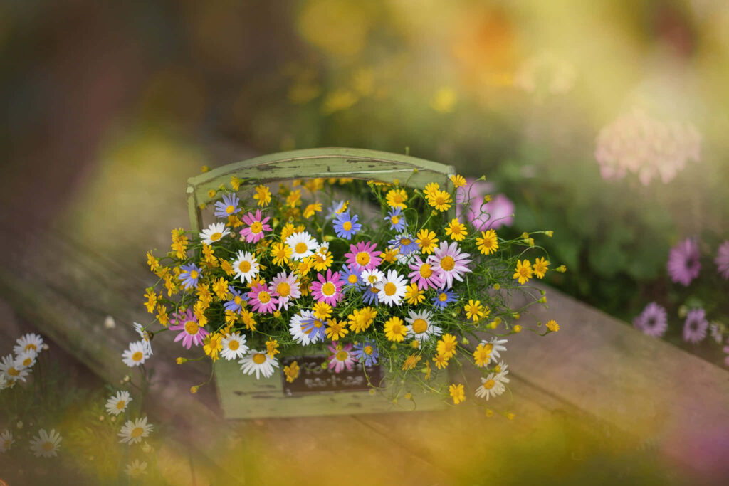 Serene Wildflower Field in Sunlight – Perfect Colorful Wallpaper