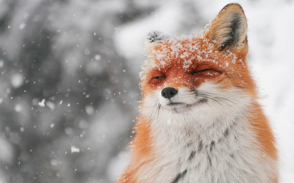 Charming Winter: Cute Fox in Snowflakes with Vibrant Red Fur Wallpaper