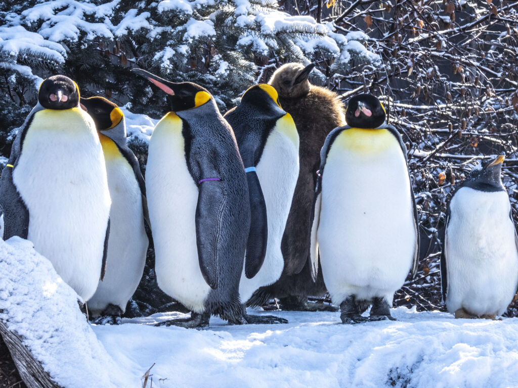 Charming Winter Scene: Penguins in a Snowy Landscape Wallpaper
