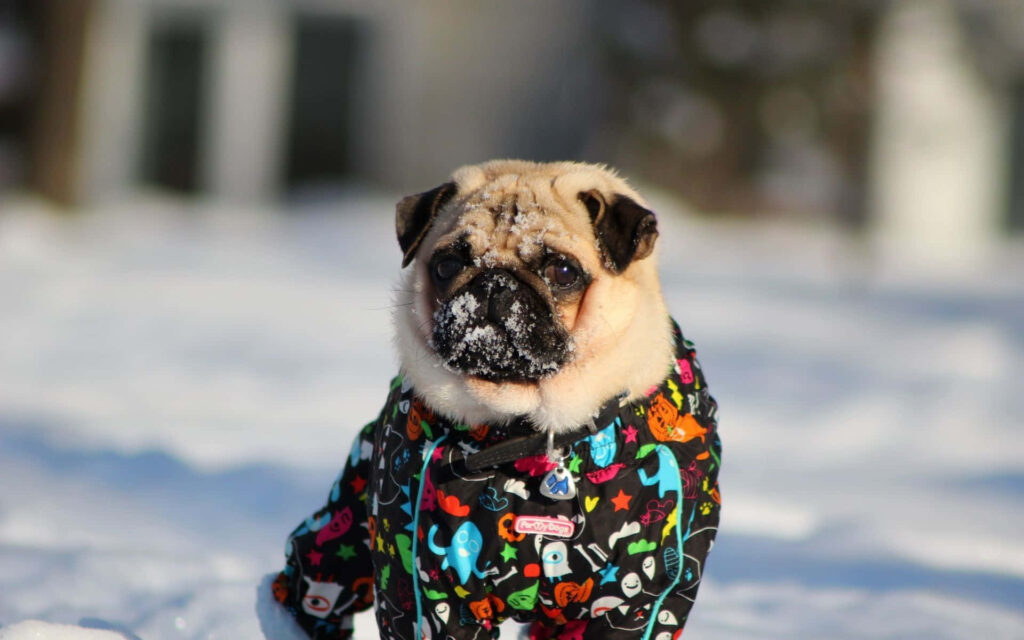 Colorful Pug in Snowy Landscape: Playful Winter Scene Wallpaper