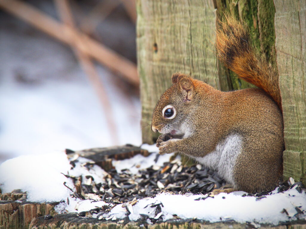 Vibrant Squirrel Nibbles Seeds on Snowy Wood in Winter Scene Wallpaper