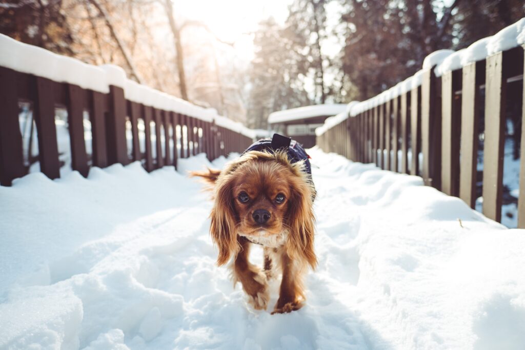Charming Winter Wallpaper: Dog Wanders Snowy Landscape Scene