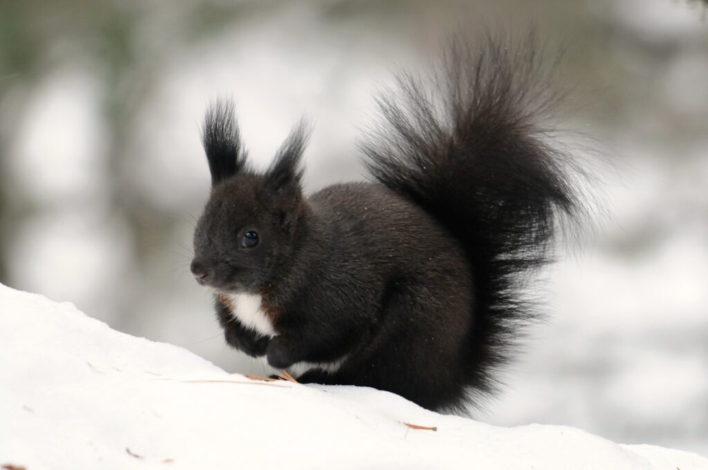 Charming Winter Wallpaper: Fluffy Squirrel on Snowy Background
