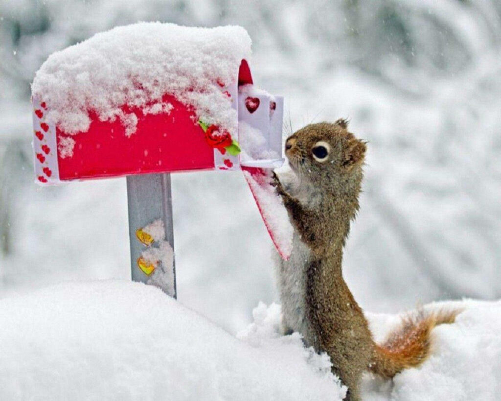 Whimsical Winter Wallpaper: Cute Squirrel & Snowy Red Mailbox
