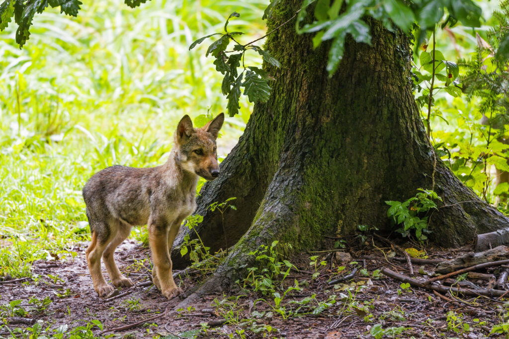 Charming Wolf Cub by Tree in Lush Green Wildlife Background Wallpaper