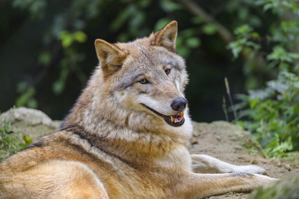 Playful Wolf Wallpaper - High-Resolution Nature Background (5568x3712)