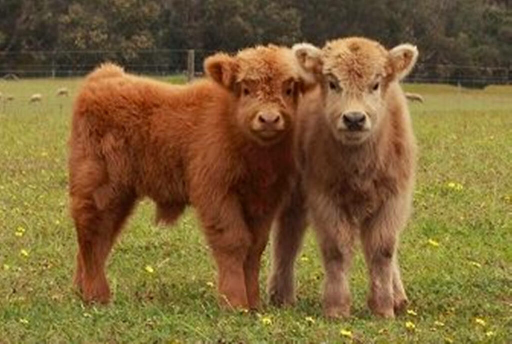 Charming Brown Yaks on Lush Field Wallpaper - Rustic Tranquility
