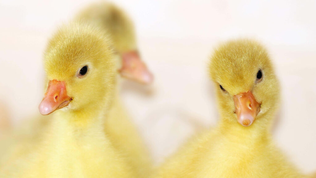 Charming Yellow Baby Ducks Wallpaper: Nature's Innocence Background