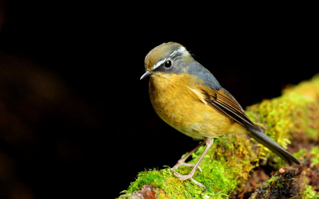 Charming Yellow Bird on Mossy Wood with Dark Background Wallpaper