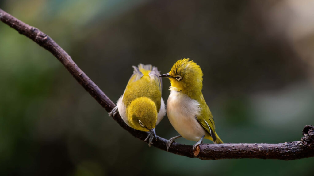 Charming Yellow Birds on Branch - Serene 4K Nature Wallpaper