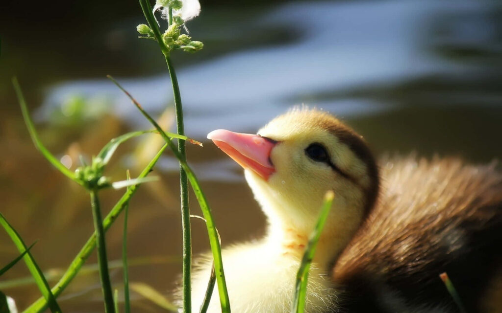 Charming Yellow Duckling Explores Lush Greenery in Soft Sunlight Wallpaper