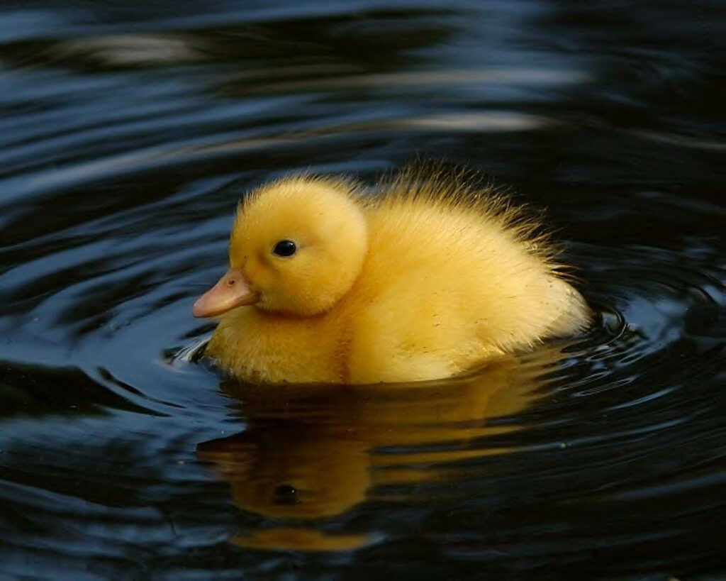 Serene Duckling Wallpaper: Fluffy Yellow Duck Floating on Dark Water