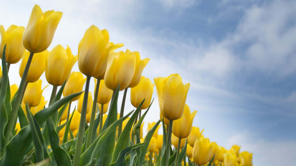 Charming Yellow Tulips Against Clear Blue Sky - Serene Desktop Background Wallpaper