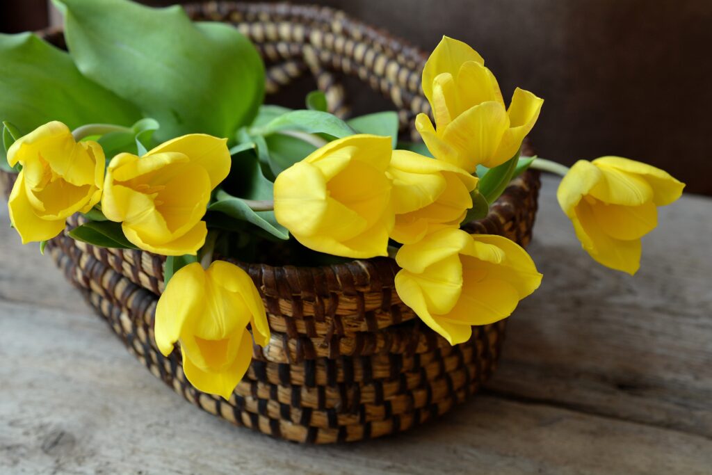 Vibrant Yellow Tulips in Basket: Rustic Wooden Background Wallpaper
