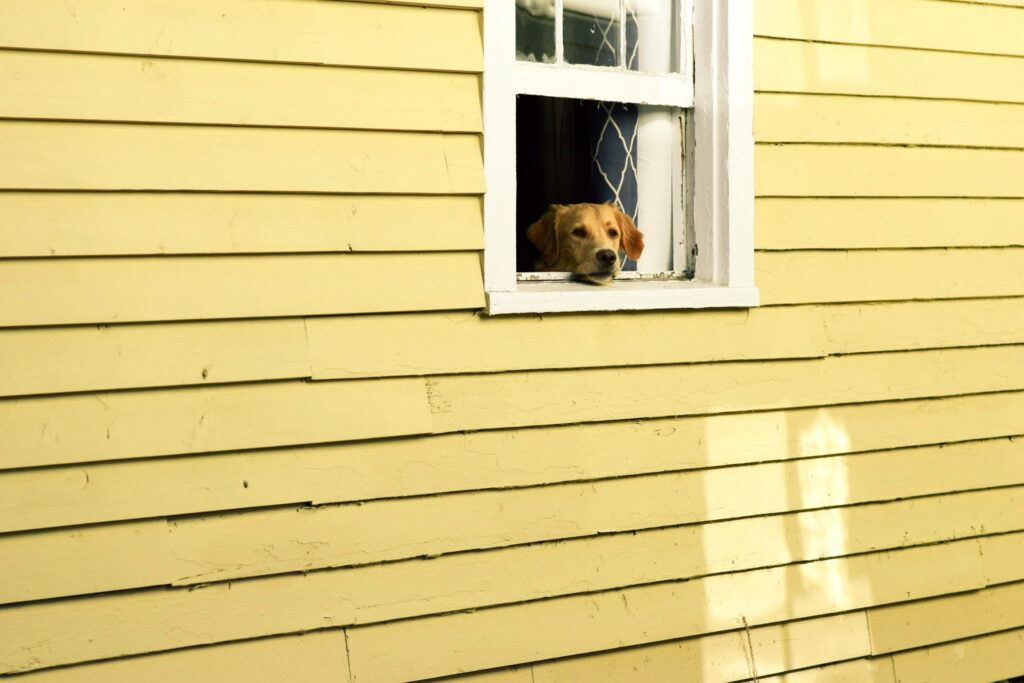 Charming Yellow Vintage Wallpaper with Dog by Wooden Window