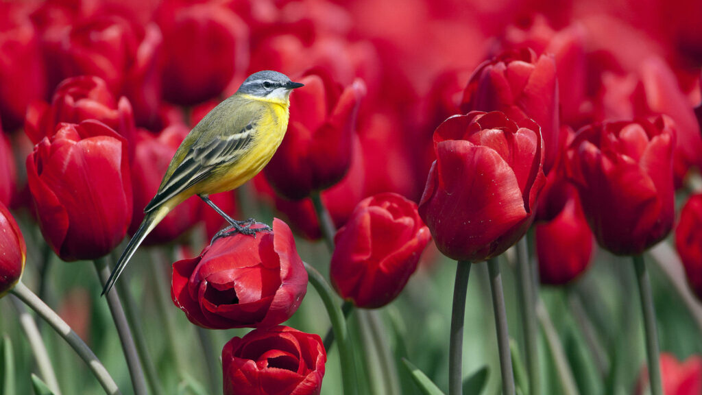Charming Yellow Wagtail on Red Tulip - Vibrant HD Nature Wallpaper