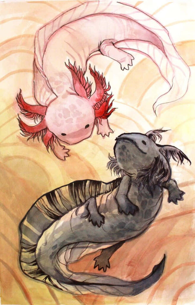 Charming Yin-Yang Axolotls Digital Art Wallpaper - Peaceful Design