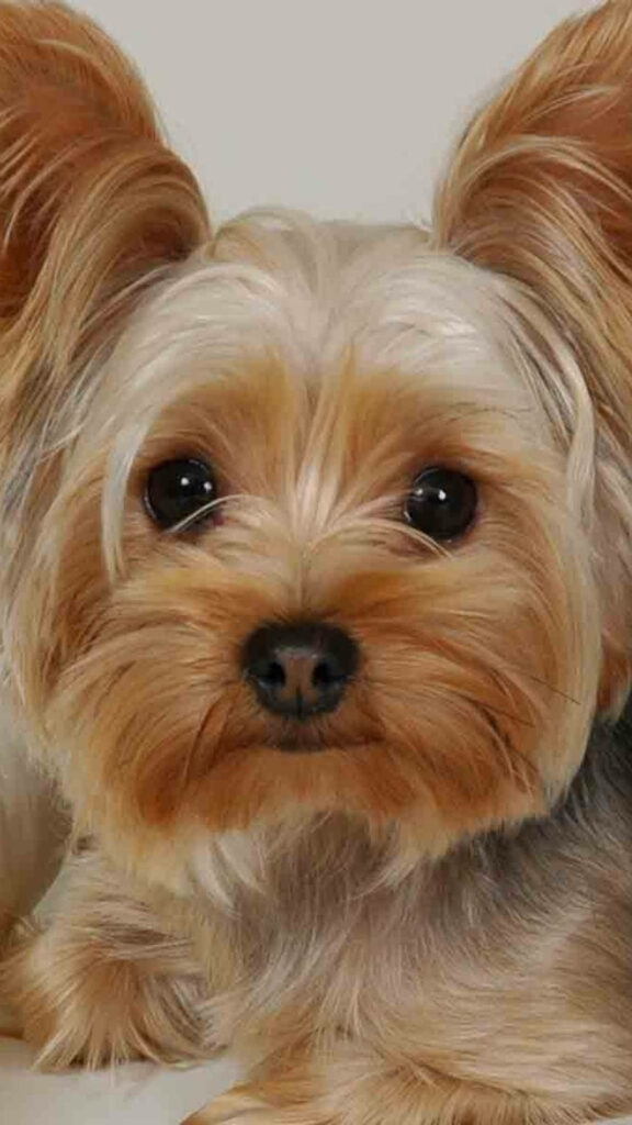 Charming Yorkshire Terrier Close-Up Wallpaper: Silky Fur & Expressive Eyes