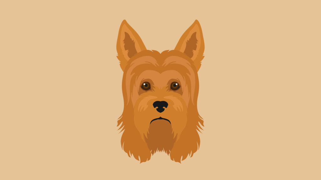 Charming Yorkshire Terrier Digital Art Wallpaper Background Design