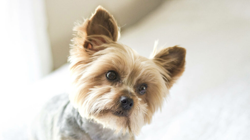Charming Yorkshire Terrier Wallpaper: Minimalist Photography Design