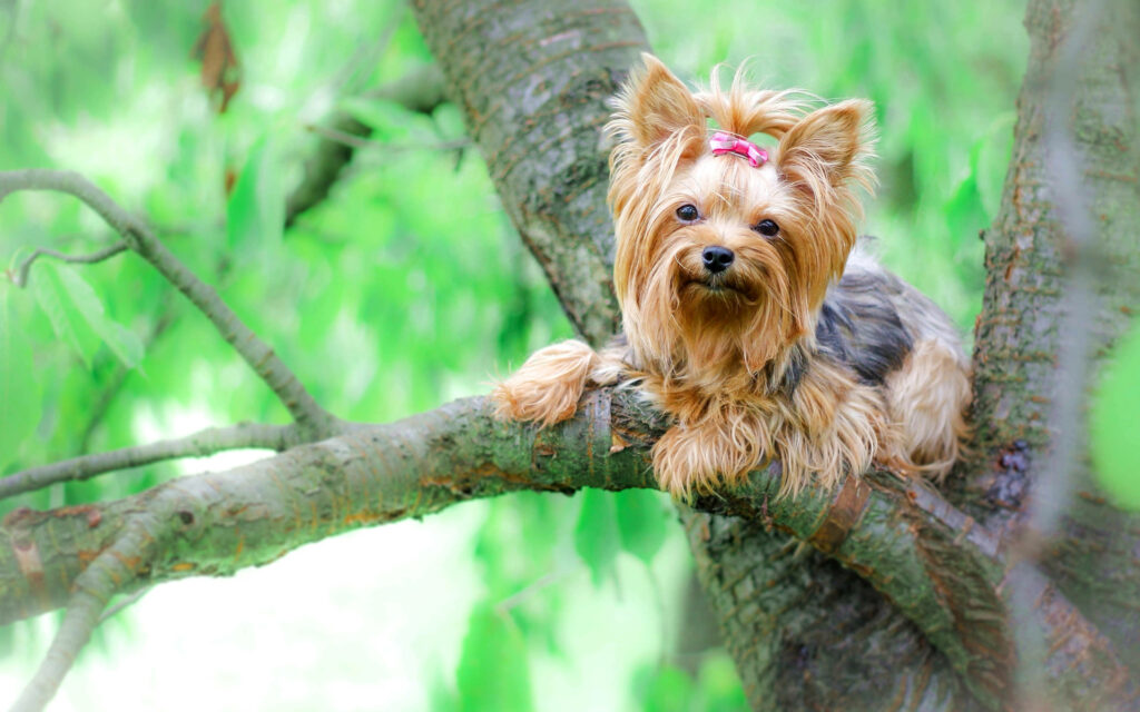 Playful Yorkshire Terrier Wallpaper on Tree Branch Amidst Greenery