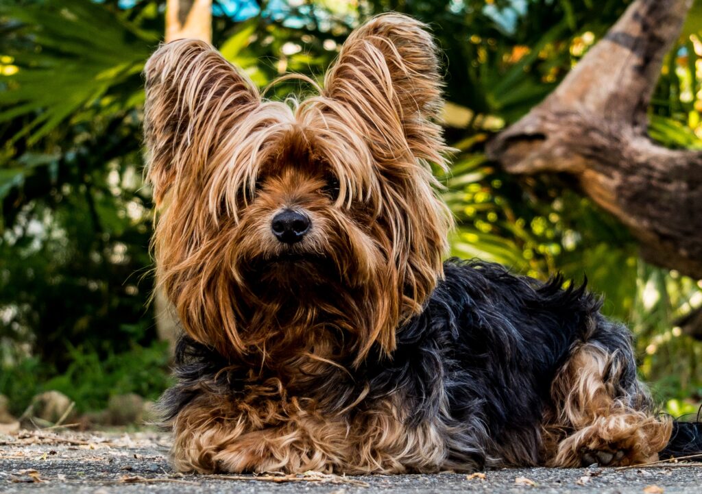Charming Yorkshire Terrier in Lush Greenery Wallpaper