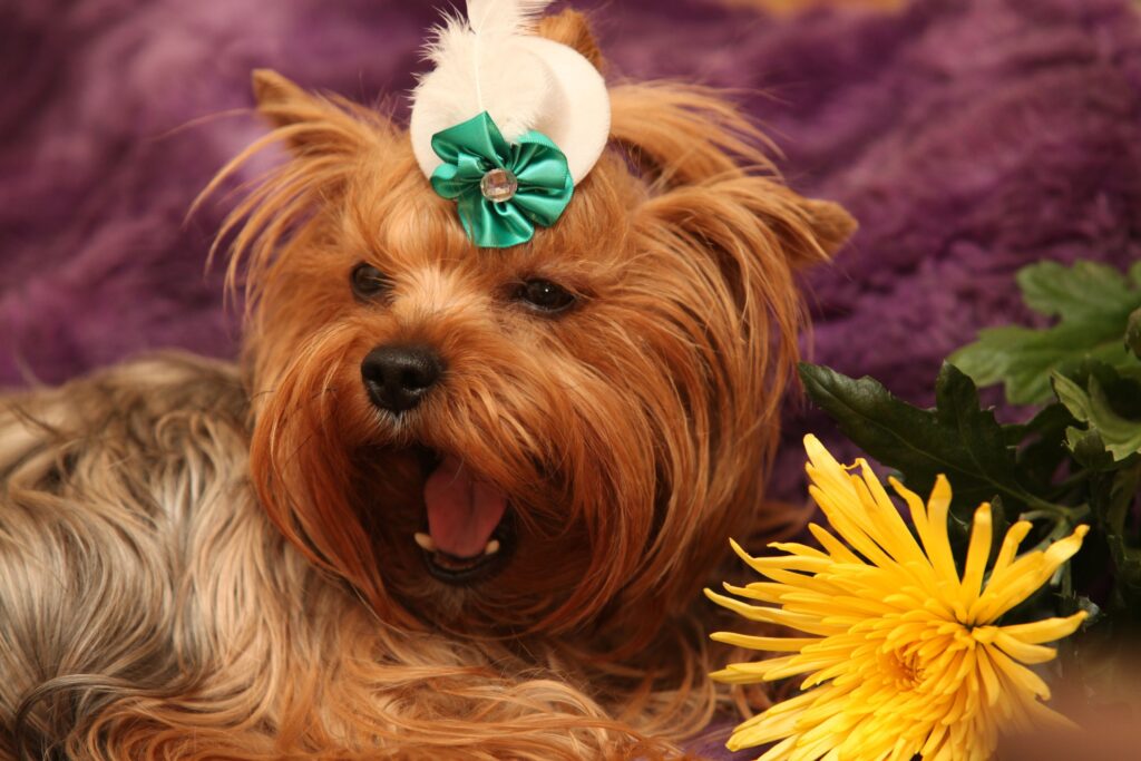 Charming Yorkshire Terrier Yawning Among Vibrant Flowers - Purple Background Wallpaper