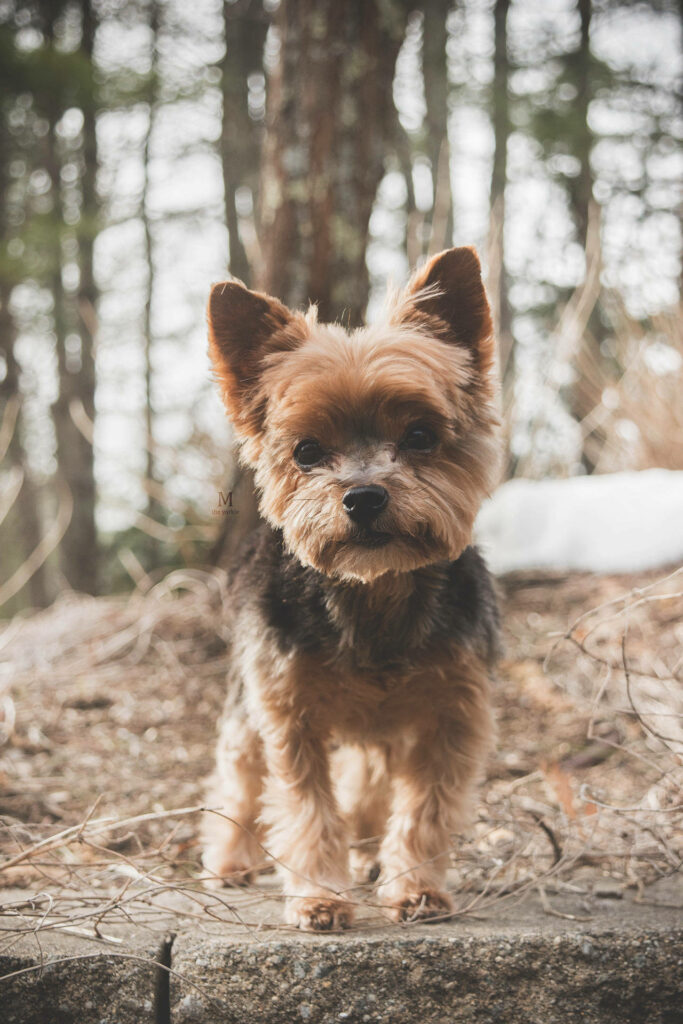 Charming Yorkshire Terrier in Serene Woodland - Stunning Wallpaper