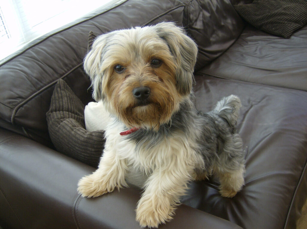 Charming Yorkshire Terrier on Leather Couch - Cozy Dog Wallpaper