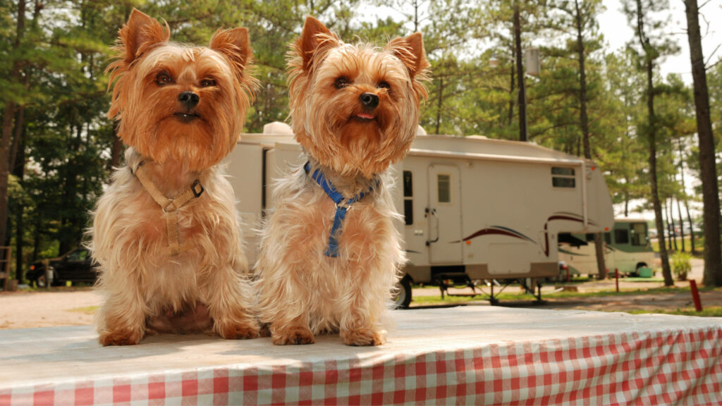 Charming Yorkshire Terriers Picnic Wallpaper - Serene Outdoor Scene