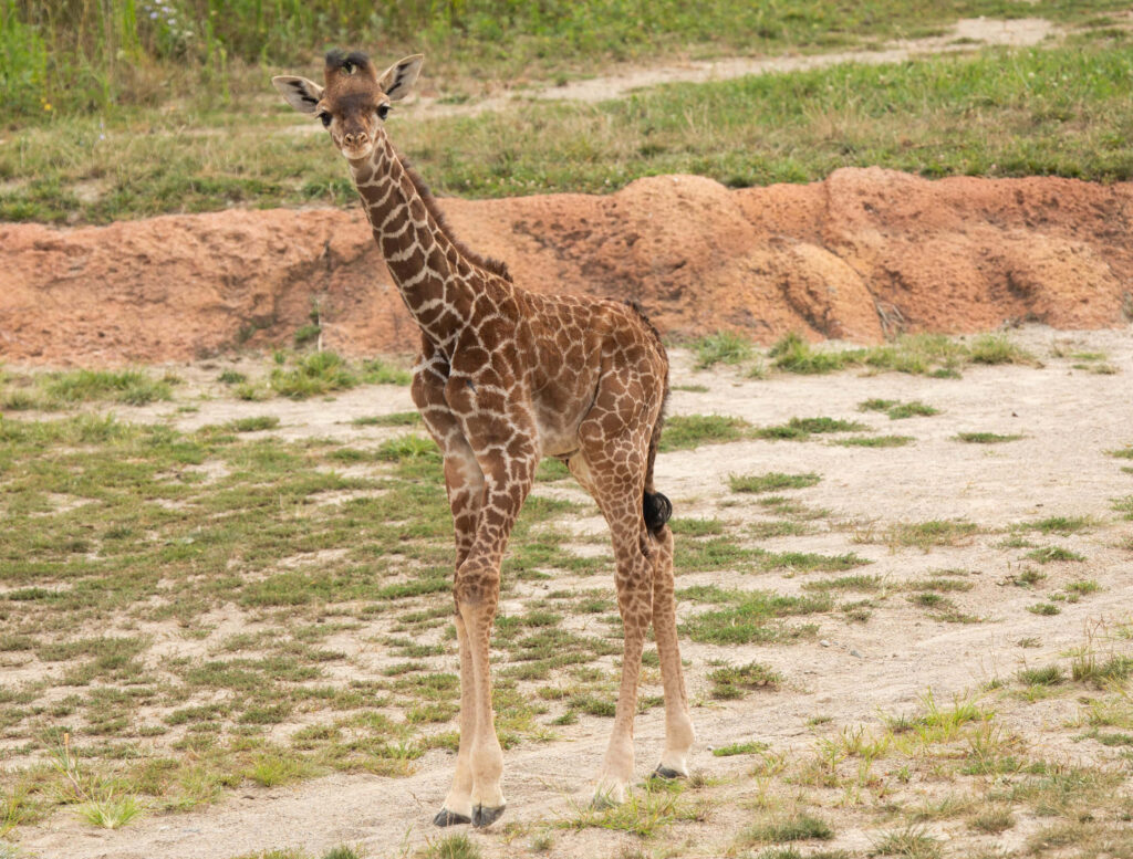 Charming Young Giraffe in Natural Setting with Earthy Background Wallpaper