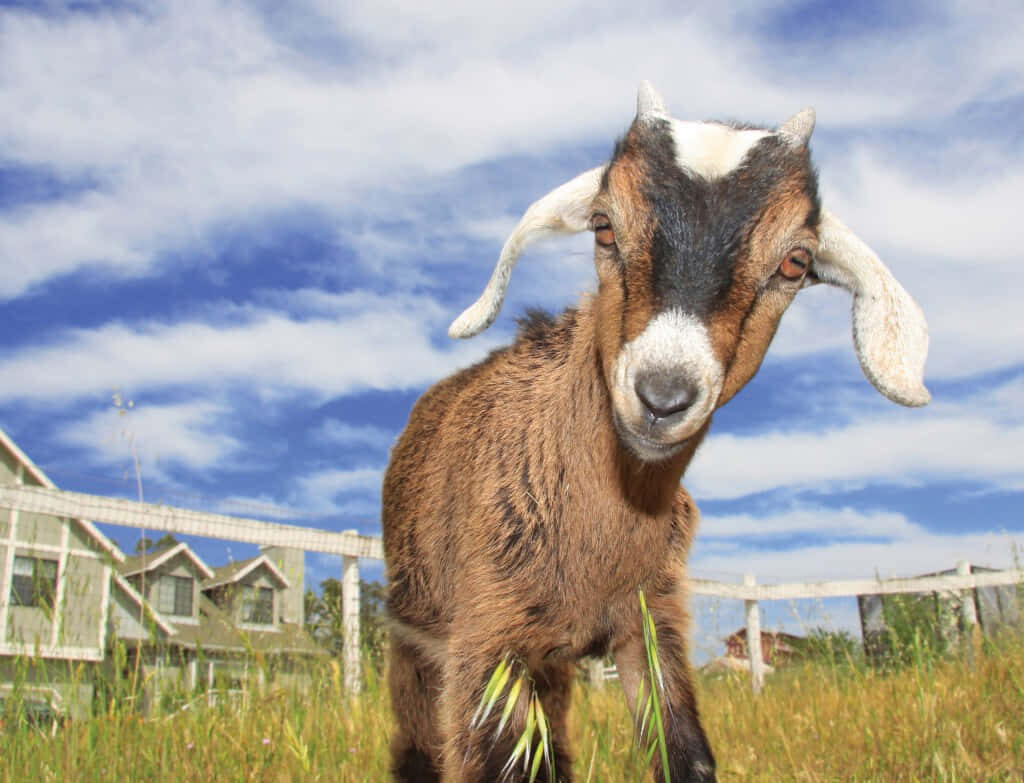 Charming Young Goat in Grassy Field Under Vibrant Blue Sky Wallpaper