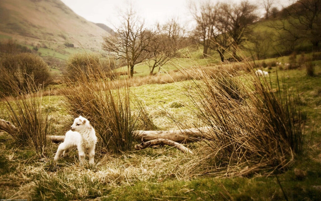 Charming Young Goat in Fluffy White Coat Amidst Golden Grass Wallpaper