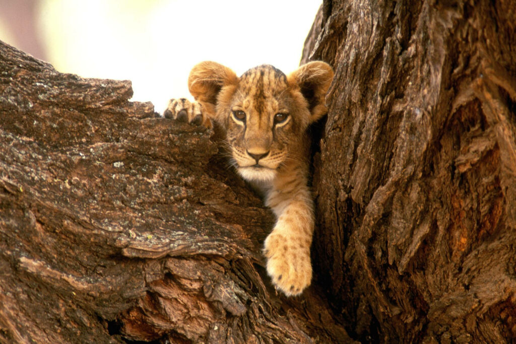 Playful Lion Cub Peeking Between Tree Trunks: A Wild Nature Moment Wallpaper