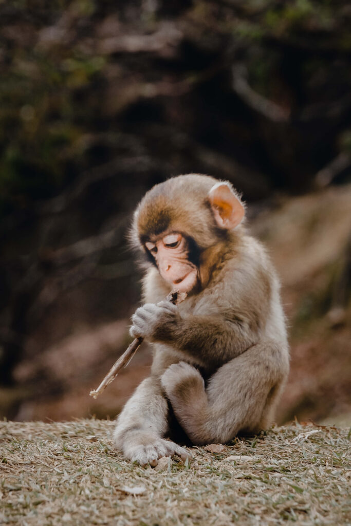 Curious Young Monkey Examines Twig Against Blurred Nature Background Wallpaper