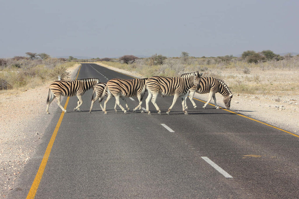Charming Zebra Scene: Stripes Against a Serene Road Landscape Wallpaper