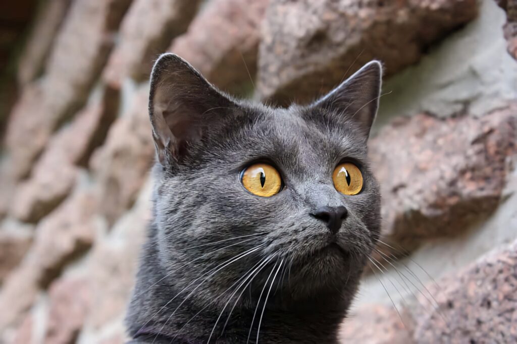Chartreux cat with golden eyes and sleek blue-gray fur against rustic stone wall background Wallpaper