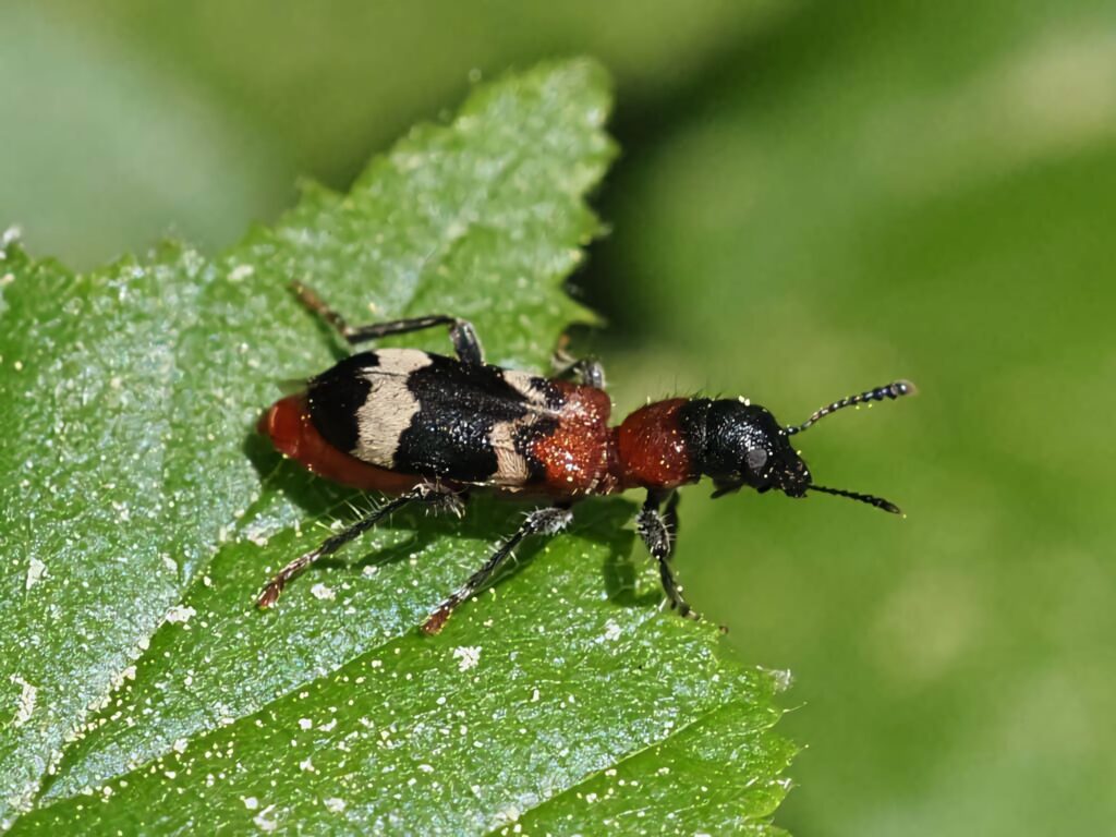 Close-up of a checkered beetle with black red cream pattern on vibrant green leaf high resolution Wallpaper