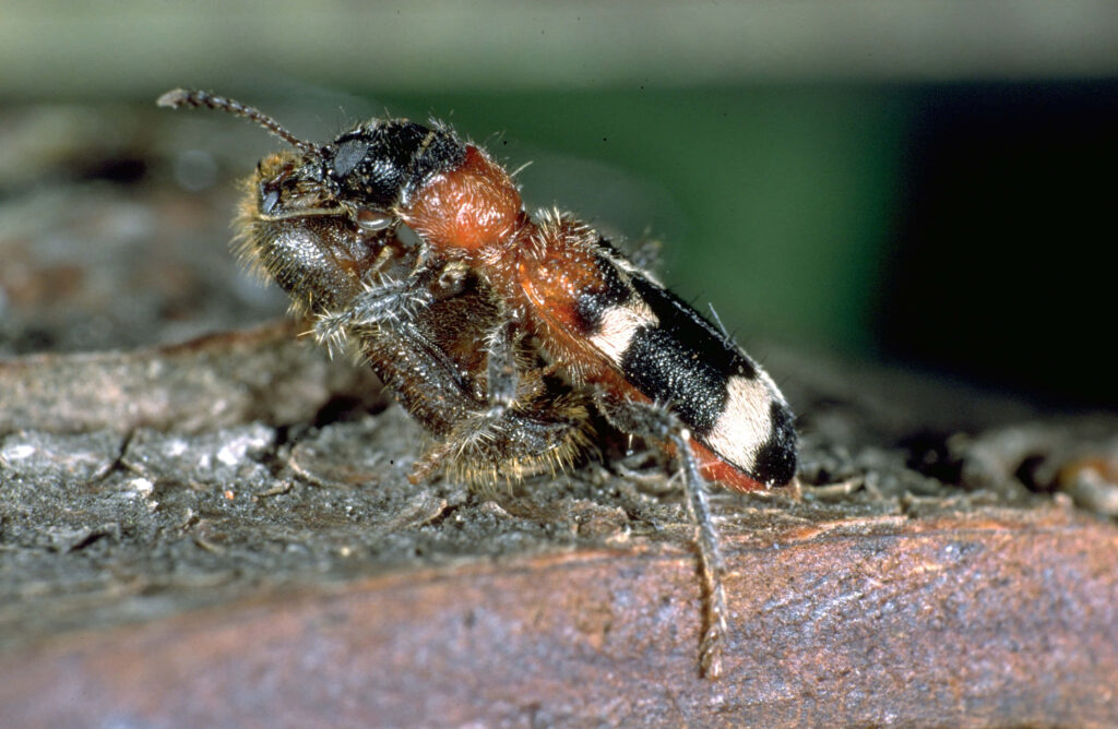 Closeup of a Checkered Beetle with black white pattern and reddish thorax on earthy background Wallpaper
