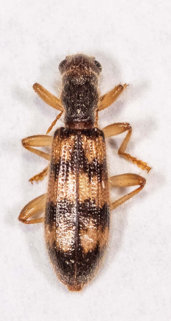Closeup of Checkered Beetle with detailed textured exoskeleton in brown and tan on white background Wallpaper