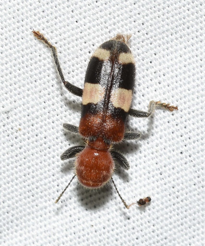 Checkered beetle with black cream stripes on reddish body resting on white textured fabric macro Wallpaper