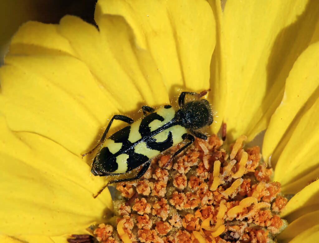 Checkered beetle with black and yellow patterns on bright yellow flower petals close-up wallpaper