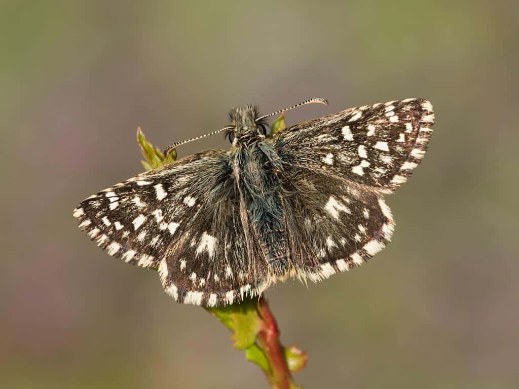 Checkered Skipper Butterfly Close-Up: Intricate Patterns Wallpaper