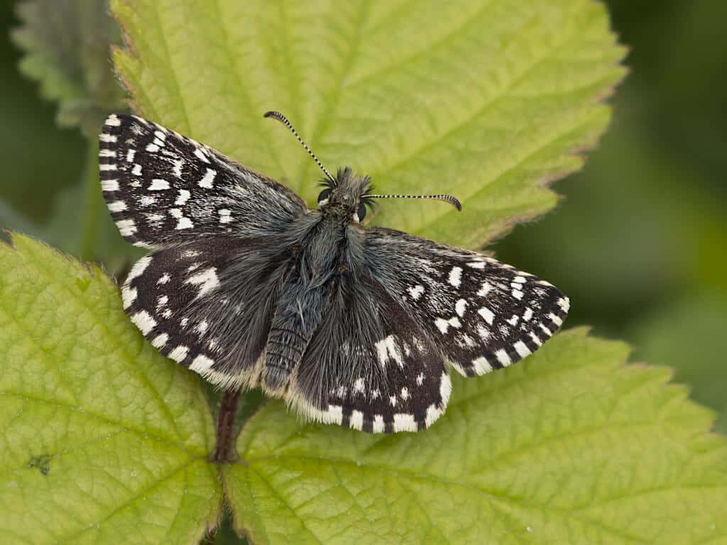Close-Up of Checkered Skipper Butterfly on Green Leaf Wallpaper