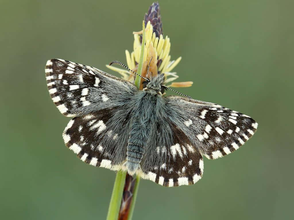 Stunning Checkered Skipper Butterfly Wallpaper on Vibrant Flower