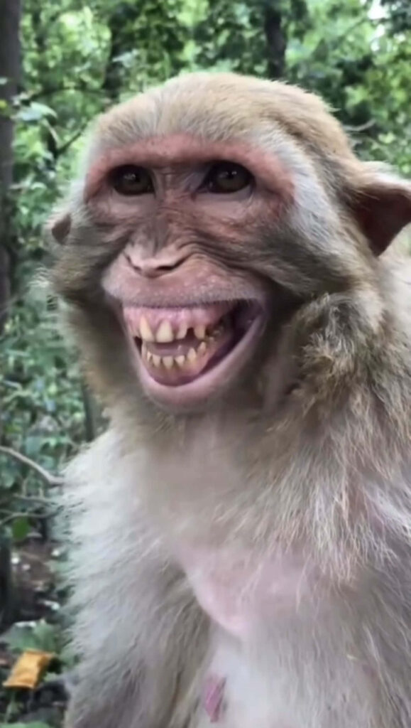 Cheeky Monkey Wallpaper: Humor & Warmth in a Green Forest